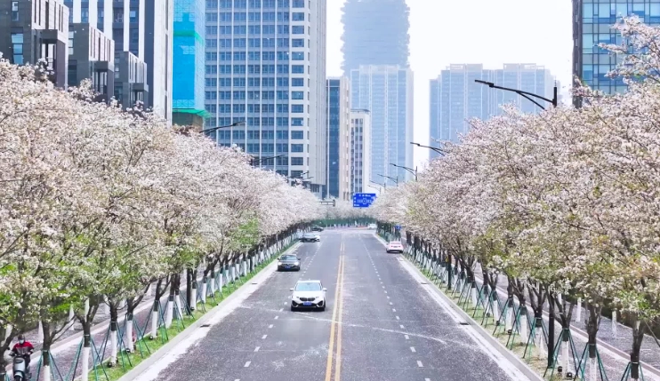 羅東賞櫻景點 羅東賞櫻景點