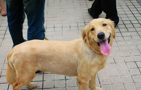 黃金獵犬體重過重