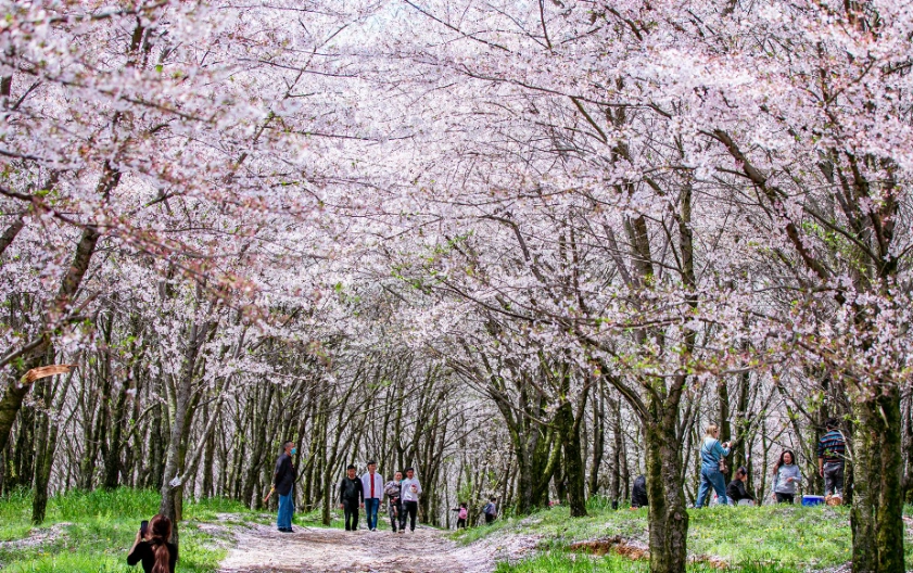 宜蘭賞櫻地點 宜蘭賞櫻地點