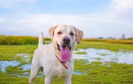 拉布拉多犬飼養 拉布拉多犬飼養