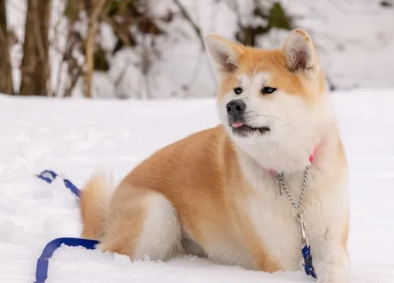 秋田犬與柴犬差異