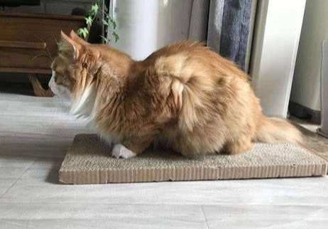 貓咪不舒服姿勢