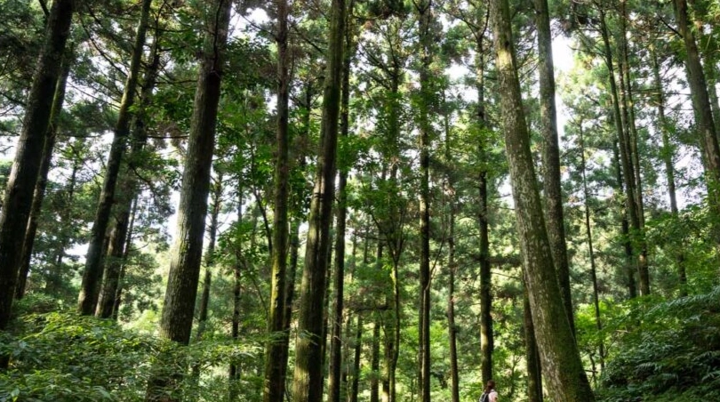 森林遊樂區推薦 森林遊樂區推薦