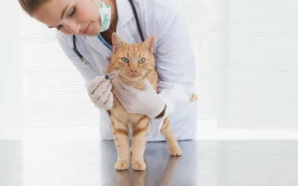 貓瘟人類風險 貓瘟人類風險