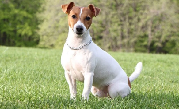 傑克羅素梗犬聰明度 傑克羅素梗犬聰明度