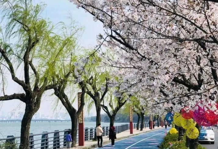 樱花步道推荐 樱花步道推荐