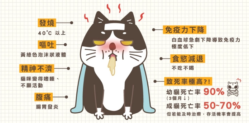 貓瘟症狀 貓瘟症狀