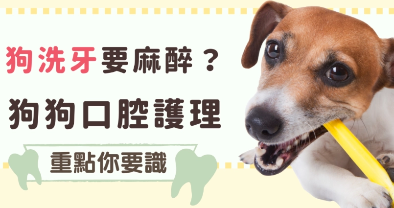 狗狗洗牙費用 狗狗洗牙費用