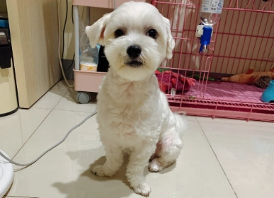 領養貴賓狗流程 領養貴賓狗流程