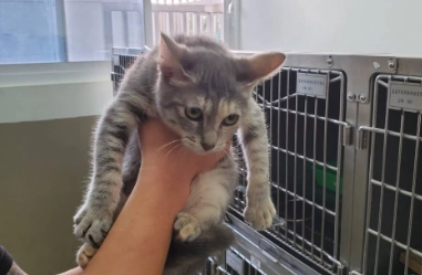 領養貓咪流程 領養貓咪流程