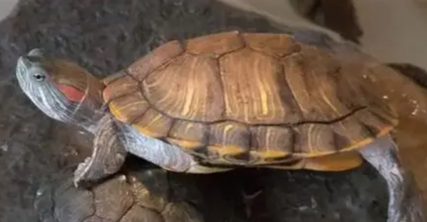 裂紋山烏龜 保育 裂紋山烏龜 保育