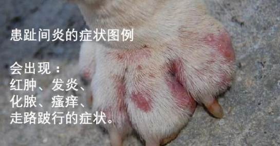 狗狗趾間炎散步 狗狗趾間炎散步