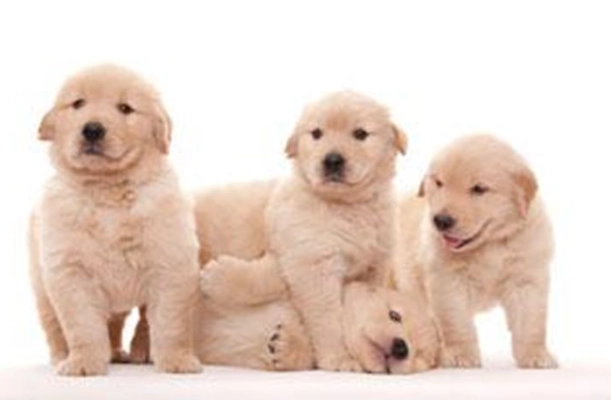 黃金獵犬體重 黃金獵犬體重