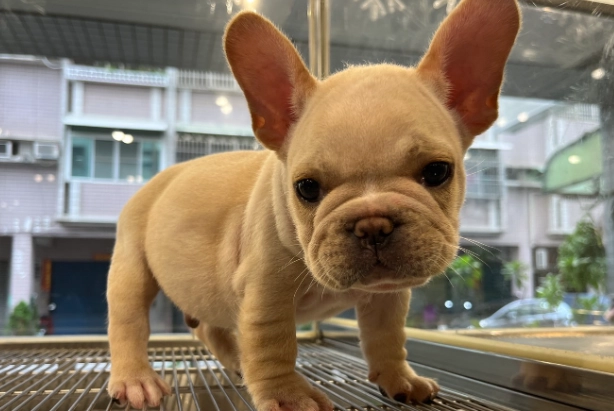 法鬥健康問題 法鬥健康問題