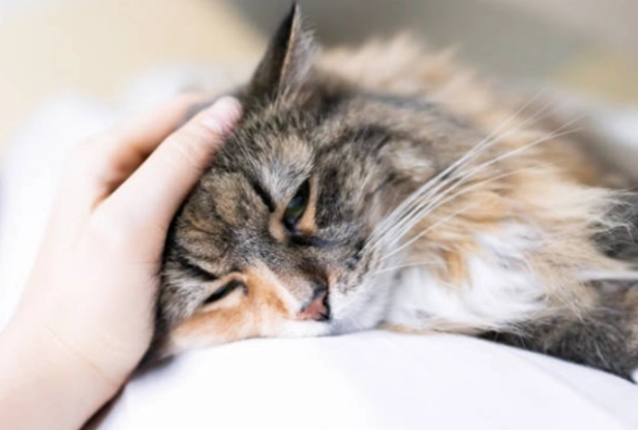 貓瘟治療花費 貓瘟治療花費