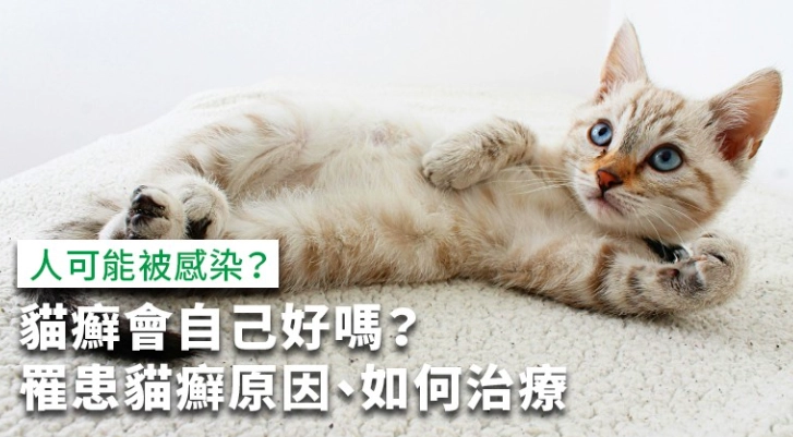 如何預防貓癬傳染 如何預防貓癬傳染