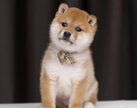 柴犬特徵 柴犬特徵