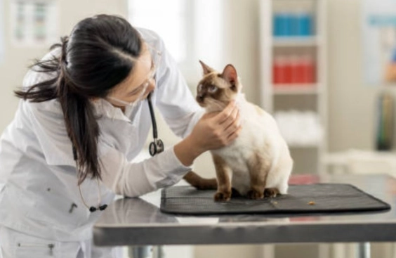 貓瘟治療 貓瘟治療