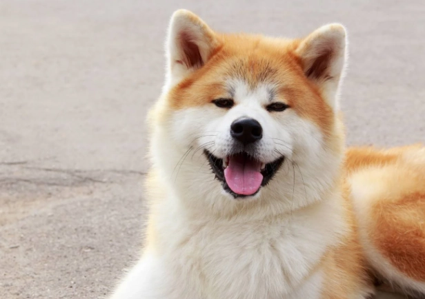 秋田犬領養注意事項 秋田犬領養注意事項