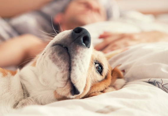 與狗同睡好處