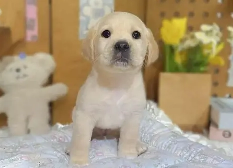 拉布拉多幼犬購買 拉布拉多幼犬購買