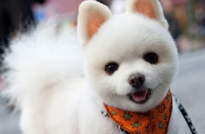 小型犬品種特徵