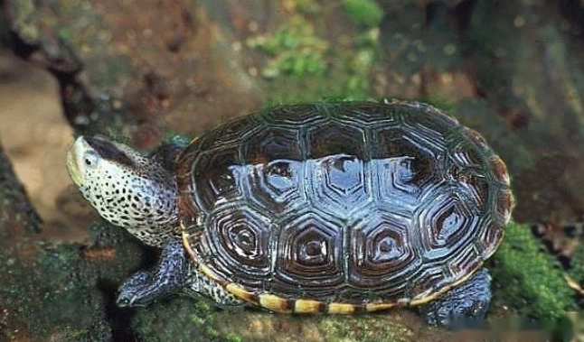 裂紋山烏龜 飼養 裂紋山烏龜 飼養
