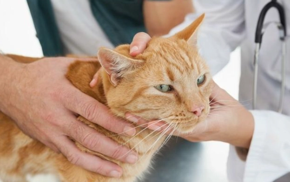 貓瘟症狀 貓瘟症狀