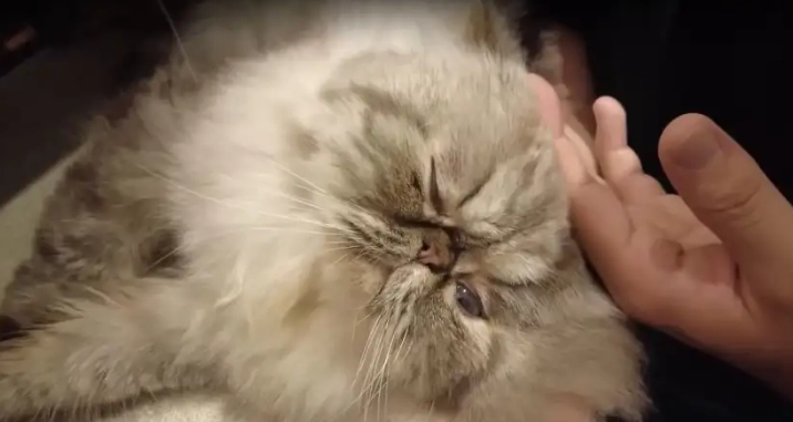 扁臉貓健康問題 扁臉貓健康問題