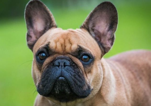 法鬥壽命影響因素 法鬥壽命影響因素