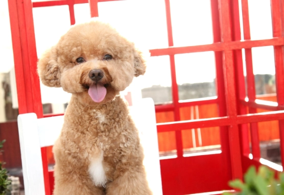 台灣貴賓狗領養機構 台灣貴賓狗領養機構