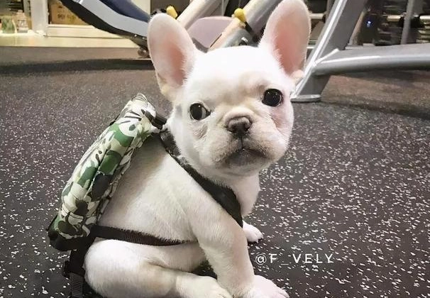 法鬥尾巴護理 法鬥尾巴護理