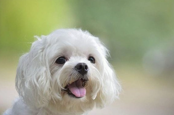 瑪爾濟斯比熊混種 瑪爾濟斯比熊混種