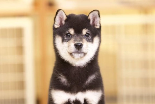 柴犬行為特徵 柴犬行為特徵