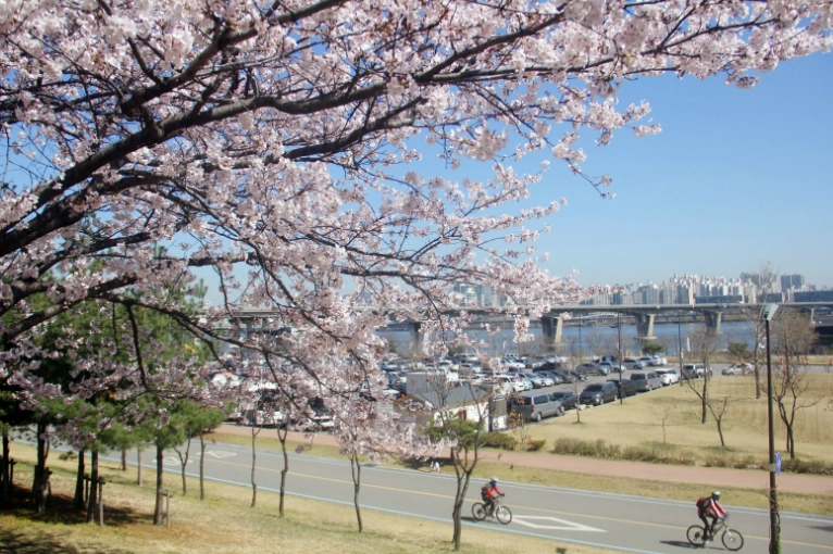 櫻花大道交通 櫻花大道交通