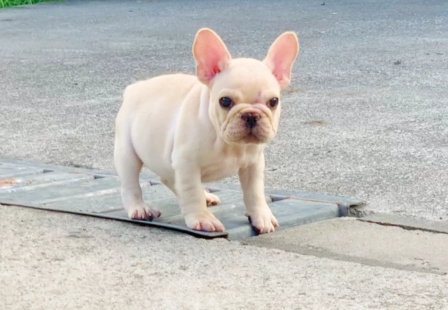法國鬥牛犬繁殖 法國鬥牛犬繁殖