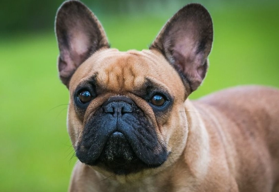 法鬥尾巴護理 法鬥尾巴護理