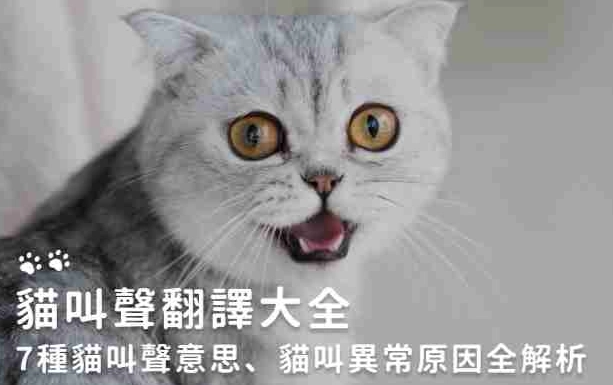 貓叫聲解析