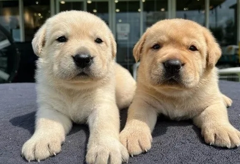 拉布拉多犬舍推薦 拉布拉多犬舍推薦