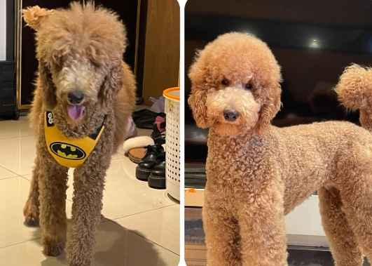 領養貴賓狗流程 領養貴賓狗流程