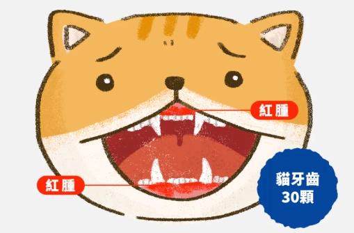 貓口水感染 貓口水感染