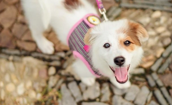 寵物狗預算 寵物狗預算