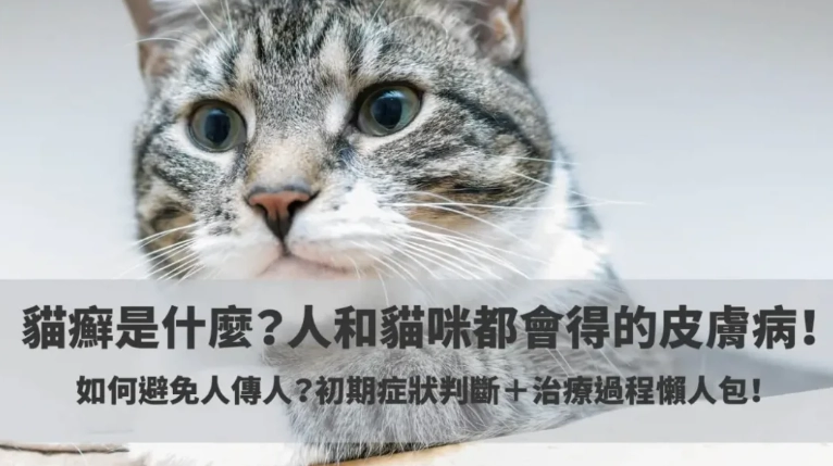 貓癬治療方法 貓癬治療方法