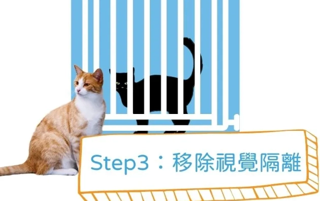 新手養貓注意事項