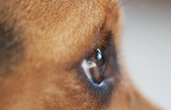 狗狗眼睛混浊 狗狗眼睛混浊