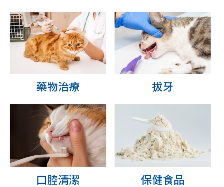 貓咪細菌風險 貓咪細菌風險