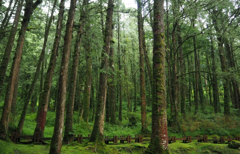 森林遊樂區推薦 森林遊樂區推薦