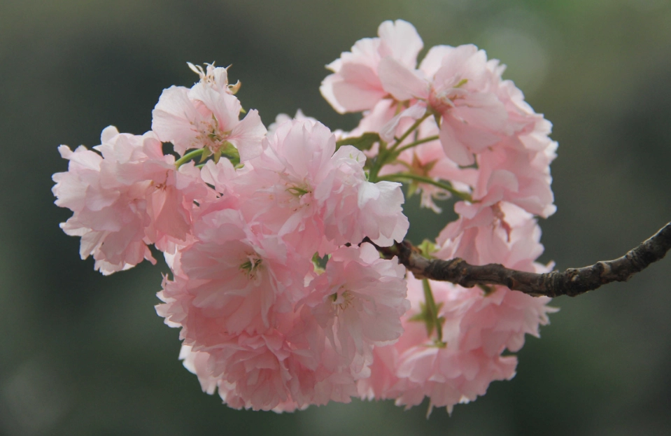 櫻花季旅遊 櫻花季旅遊