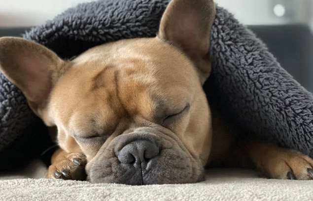 延長法鬥壽命 延長法鬥壽命