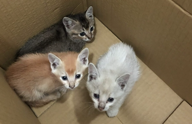 貓瘟會傳染給人類嗎 貓瘟會傳染給人類嗎